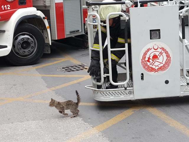 Ağaçta Mahsur Kalan Kediyi İtfaiye Kurtardı