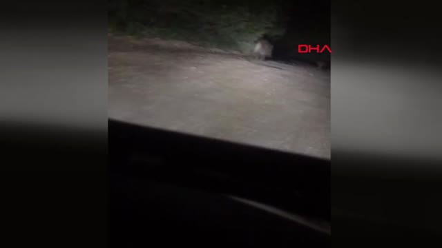 Bolu’da Domuz Sürüsü Amatör Kamerada