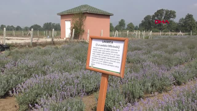 Bolu Belediyeden 20 Dönüm Arazi Üzerine Tıbbi Aromatik Bitkiler Bahçesi