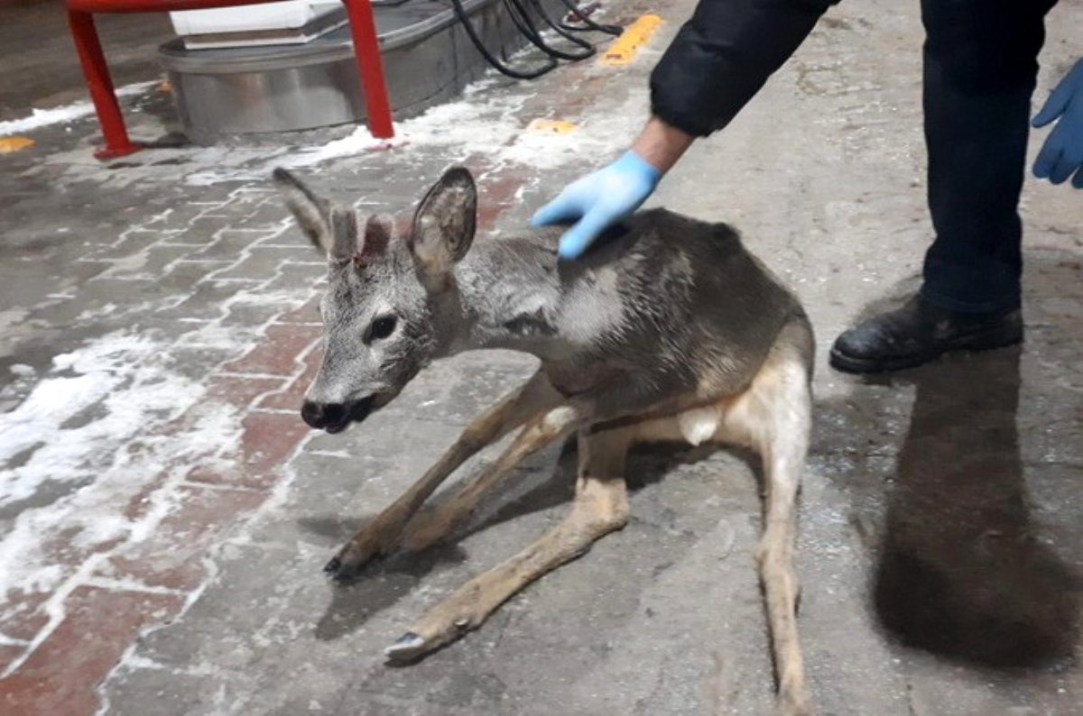 Bolu’da, kaza geçiren yavru gazelle, ormancılar tarafından kurtarıldı