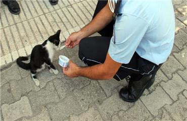 Adana’da sıcaktan bunalan kedi dondurmayla serinledi
