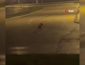 Aç kalan tilki Bolu sokaklarına indi