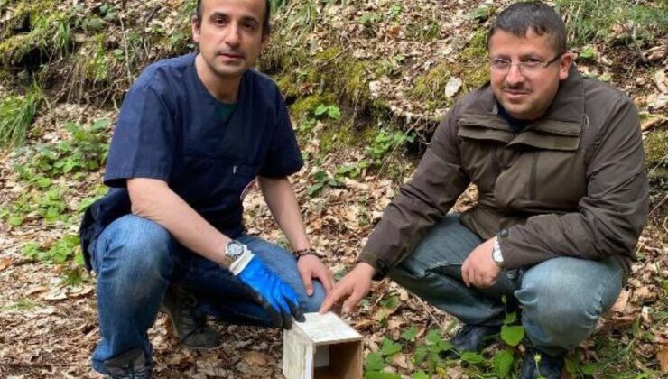 Jandarmanın otobüste alıcıya götürülürken bulduğu 8 sincap, tabiata salındı