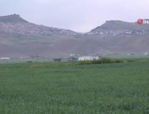 Mart ve Nisan yağmurlarıyla Mardin ovasında yüksek rekolte beklentisi arttı