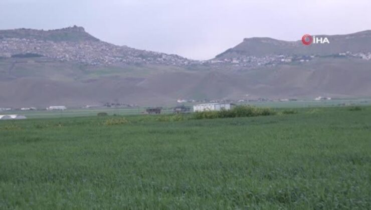 Mart ve Nisan yağmurlarıyla Mardin ovasında yüksek rekolte beklentisi arttı