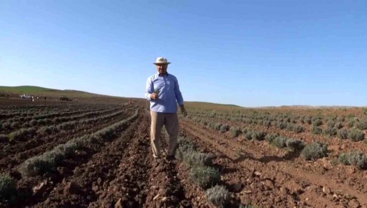 Siirt’te yağışlar çiftçinin yüzünü güldürdü: Eserlerde rekolte kırılması bekleniyor