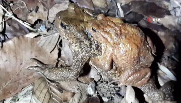 Sırtında yavrusuyla göle giden kaplumbağa bu türlü görüntülendi