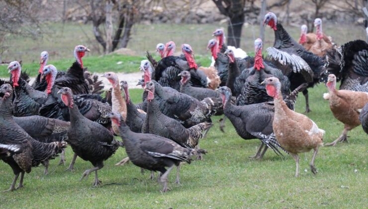 Bolu, Kandıra ve Eflani’de yetiştirilen hindilere yılbaşı öncesi talep arttı