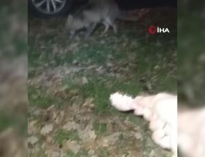 Gel oğlum dedi, tilkiyi eliyle besledi