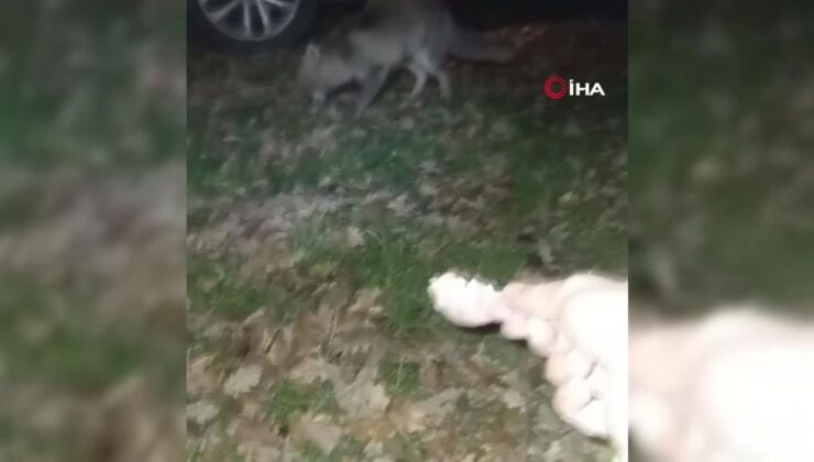 Gel oğlum dedi, tilkiyi eliyle besledi