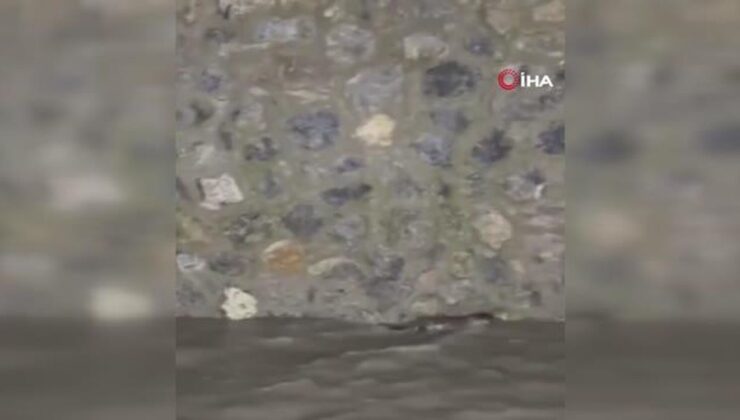 Jenerasyonu tükenmekte olan su samurları Abant Gölü’nde görüntülendi