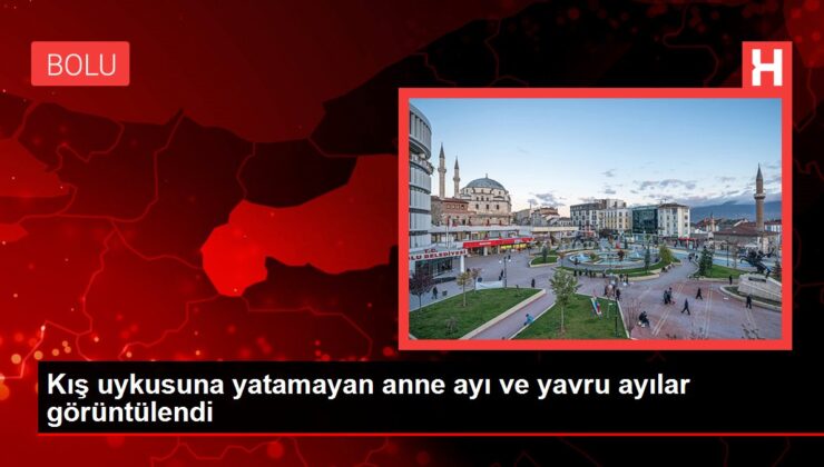 Kış uykusuna yatamayan anne ayı ve yavru ayılar görüntülendi