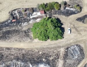 300 Yıllık Çam Ağacı Köylülerin Tedbiriyle Yangından Kurtarıldı