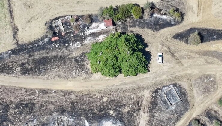 300 Yıllık Çam Ağacı Köylülerin Tedbiriyle Yangından Kurtarıldı