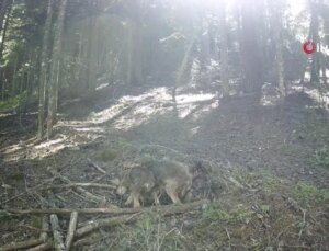 Annesiz yavru kurtlar doğasever tarafından besleniyor