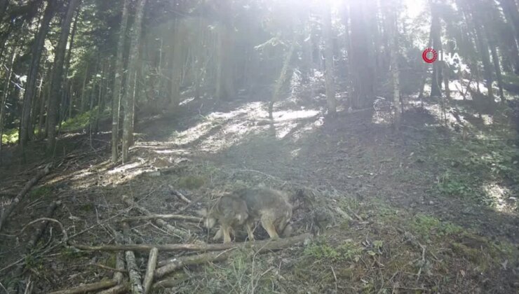 Annesiz yavru kurtlar doğasever tarafından besleniyor
