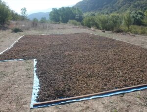 Bolu Mudurnu’da Fındık Hasat Şenliği Düzenlendi