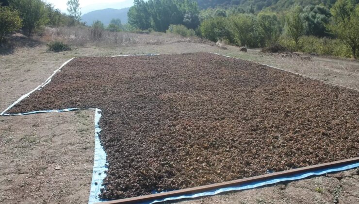 Bolu Mudurnu’da Fındık Hasat Şenliği Düzenlendi