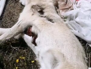 Bolu’da Atıl Durumdaki Dinlenme Tesisi Yanında Meyyit Köpekler Bulundu