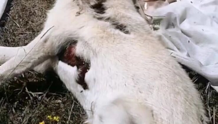 Bolu’da Atıl Durumdaki Dinlenme Tesisi Yanında Meyyit Köpekler Bulundu