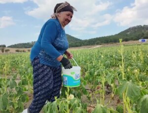 Bolu’da bamya üreticisi personel maliyetlerini düşürmek için tarlasını yarı fiyatına açtı