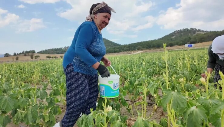 Bolu’da bamya üreticisi personel maliyetlerini düşürmek için tarlasını yarı fiyatına açtı