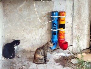 Bolu’da çocuklar sokak hayvanları için mama ve su kapları hazırladı