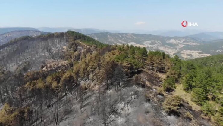 Bolu’daki yangının akabinde yeşil alanlar siyaha döndü