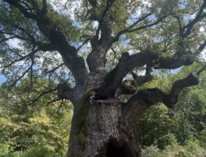Türkiye’nin En Yaşlı Meşe Ağacı Mengen’de