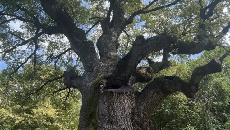 Türkiye’nin En Yaşlı Meşe Ağacı Mengen’de