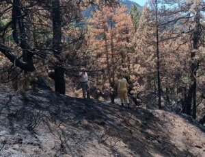 Bolu’da yangın sonrası ağaçlandırma çalışmaları başladı