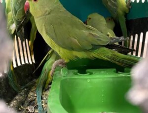 Bolu’da Yasa Dışı Hayvan Kaçakçılığına Operasyon: 25 Hayvan Ele Geçirildi