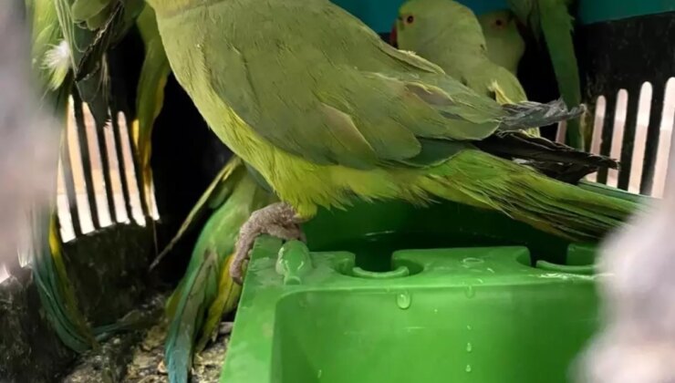 Bolu’da Yasa Dışı Hayvan Kaçakçılığına Operasyon: 25 Hayvan Ele Geçirildi