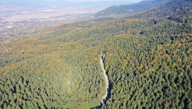 Bolu Gölcük Tabiat Parkı’nda Sonbahar Renkleri