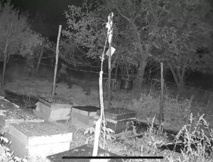 Bolu’da Ayılar Arı Kovanlarına Yaklaşamadı
