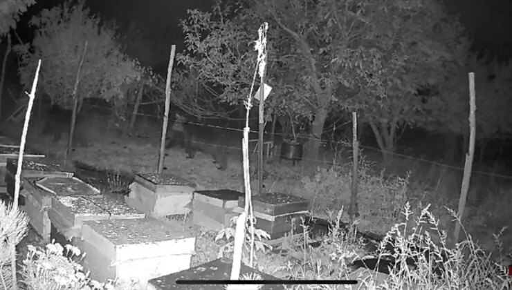Bolu’da Ayılar Arı Kovanlarına Yaklaşamadı
