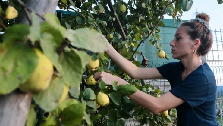 İstanbul’dan Bolu’ya Çiftçilik Üzerine Yeni Bir Hayat: Teşebbüsçü Çiftin Muvaffakiyet Öyküsü