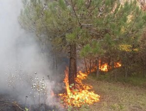 Mudurnu’da Orman Yangını Denetim Altına Alındı
