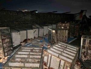 Bolu’da Canlı Tavuk Nakil Kamyonu Devrildi, Yüzlerce Tavuk Telef Oldu