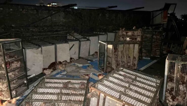 Bolu’da Canlı Tavuk Nakil Kamyonu Devrildi, Yüzlerce Tavuk Telef Oldu