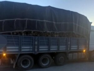 Bolu’da Kaçak Ağaç Kesiti Soruşturmasında 4 Kuşkulu Tutuklandı