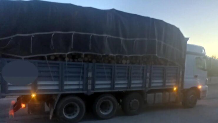 Bolu’da Kaçak Ağaç Kesiti Soruşturmasında 4 Kuşkulu Tutuklandı