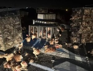 Bolu’da Tır Devrildi, 7 Bin Canlı Tavuk Yola Saçıldı