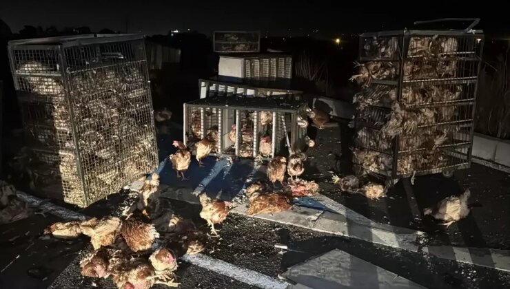 Bolu’da Tır Devrildi, 7 Bin Canlı Tavuk Yola Saçıldı