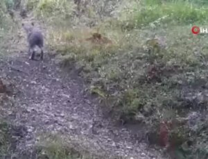 Bolu’da Yaban Hayatı Fotokapanlarla Gözlemlendi
