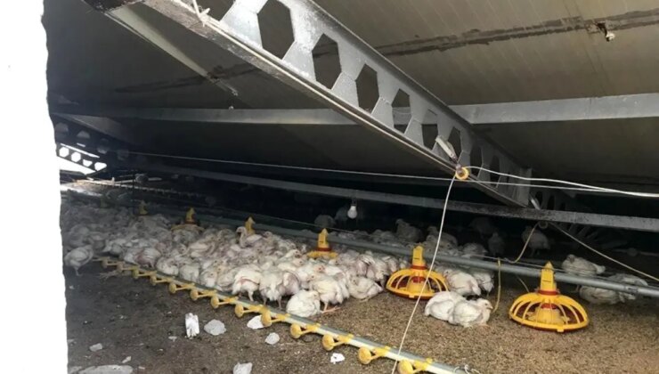 Kar Yükü Tavuk Kümesinin Çatısını Çöktürdü