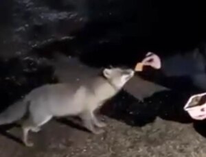 Bolu’da Vatandaşın Tilkiye Börek İkramı Görüntülendi