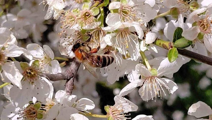 Bolu’da baharın gelmesiyle arılar harekete geçti