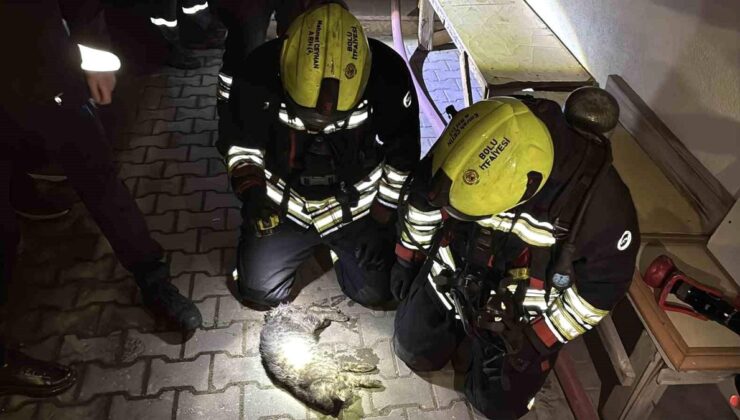 Bolu’da apartman dairesinde korkutan yangın: Meskenin kedisi telef oldu