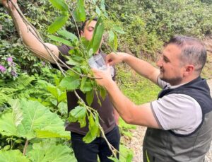 Akçakoca’da kestane gal arısına karşı biyolojik uğraş